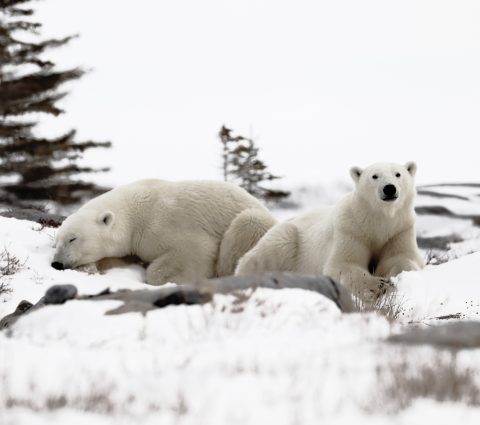 Bear Season