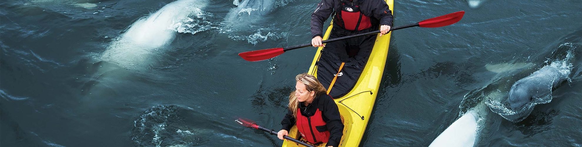 Two people kayaking with a pod of beluga whales near Churchill, Manitoba.