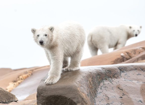 Two polar bears on the rocky shore in Churchill, Manitoba