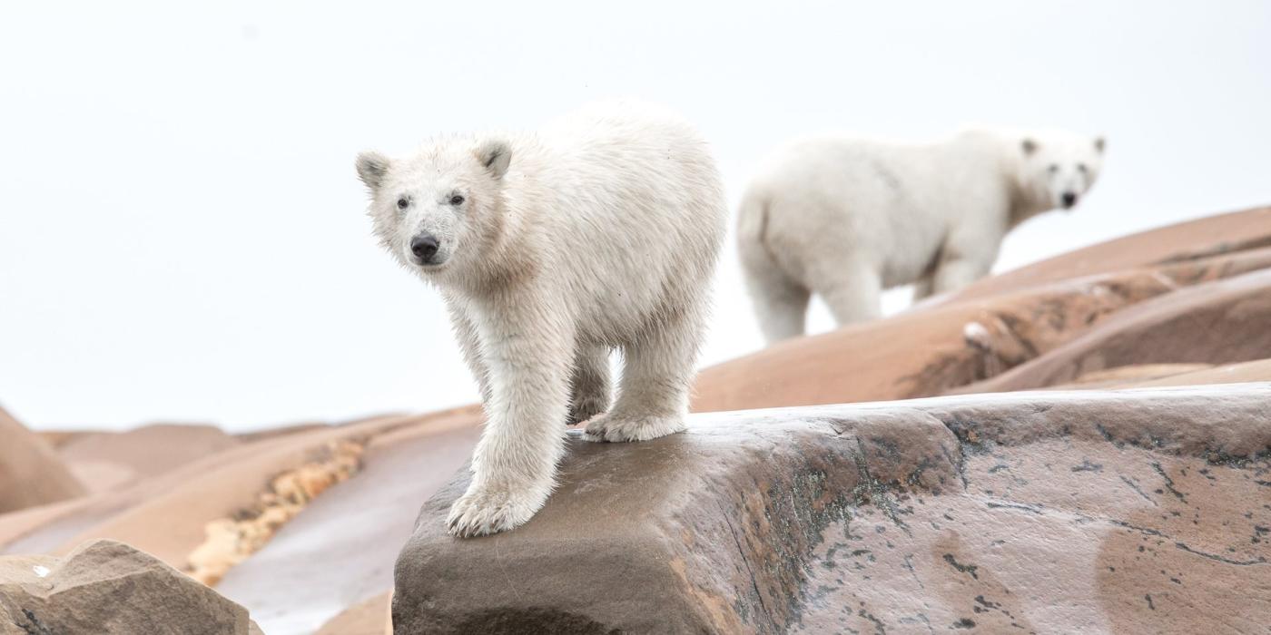Two polar bears on the rocky shore in Churchill, Manitoba